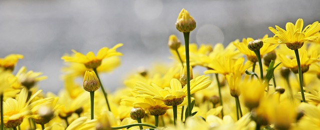 Comment tailler l'Argyranthemum Frutescens Frutescens