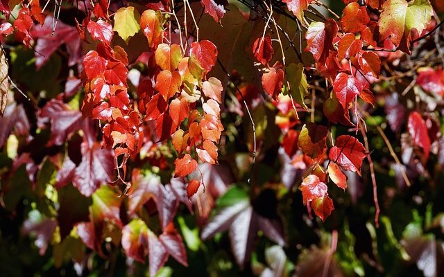 Comment tailler les vignes pour l'hiver