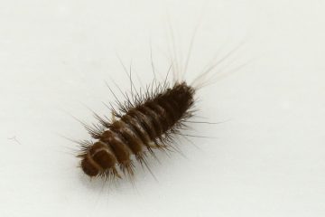 Comment traiter les tapis infestés par les papillons de nuit ?