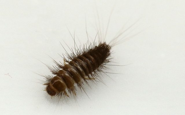 Comment traiter les tapis infestés par les papillons de nuit ?