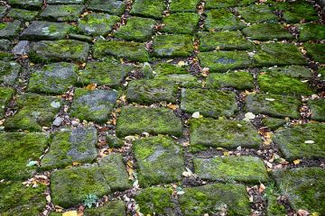 Comment tuer la mousse de toiture naturellement sans produits chimiques ?