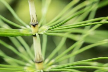 Comment tuer les mauvaises herbes de la prêle