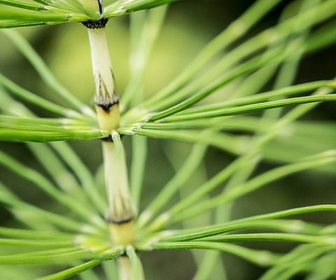 Comment tuer les mauvaises herbes de la prêle