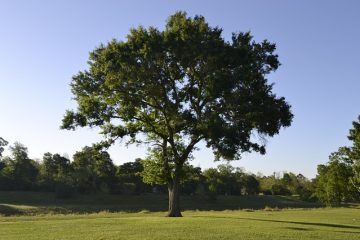 Comment tuer naturellement les racines des arbres