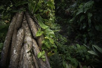 Comment utiliser le sel de roche pour les problèmes de racines des arbres