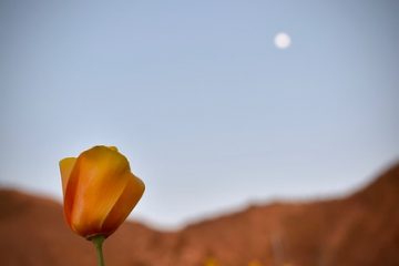 Description des coquelicots