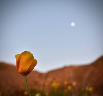 Description des coquelicots