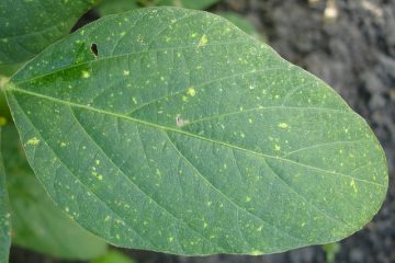 Élimination de la moisissure sans danger pour les plantes pour une clôture en bois pour l'extérieur.