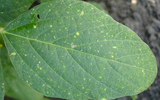 Élimination de la moisissure sans danger pour les plantes pour une clôture en bois pour l'extérieur.