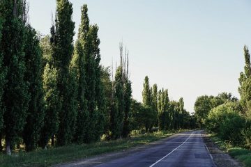 Entraînement elliptique ou pas à pas de torsion