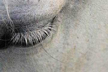 Façons d'attacher les cheveux