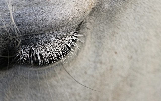 Façons d'attacher les cheveux