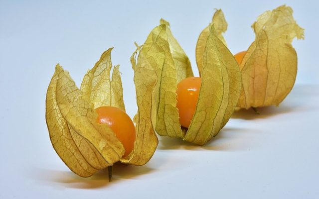 Faits sur Physalis