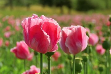 La différence entre les pavots orientaux et les pavots à opium.