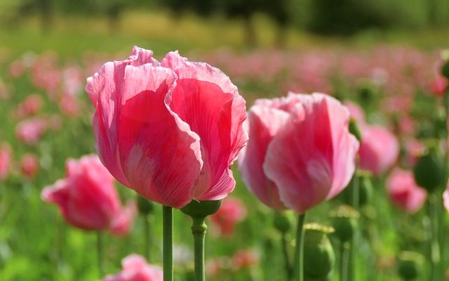 La différence entre les pavots orientaux et les pavots à opium.