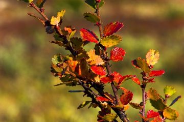 Le bois de bouleau est-il toxique ?