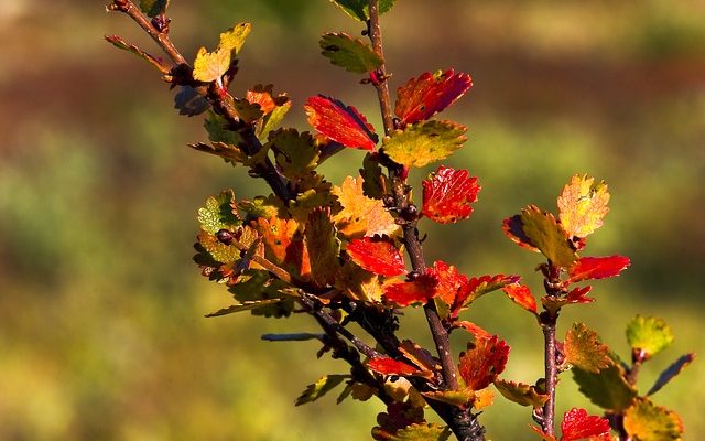 Le bois de bouleau est-il toxique ?