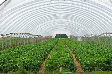 Les feuilles de fraisier deviennent jaunes