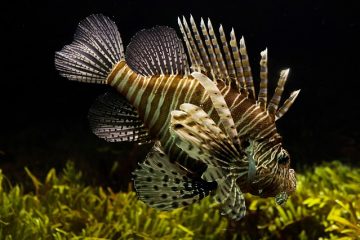 Les meilleurs charognards pour les aquariums de poissons rouges d'eau froide.