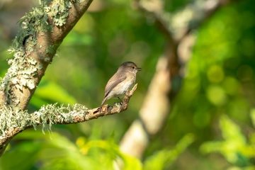 Les meilleurs petits arbres de jardin