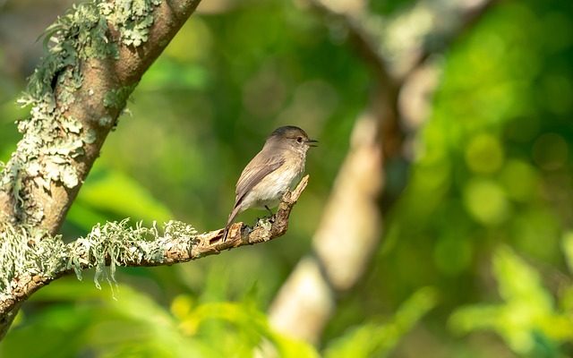 Les meilleurs petits arbres de jardin