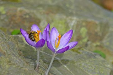 L'utilisation des fleurs pendant la période géorgienne