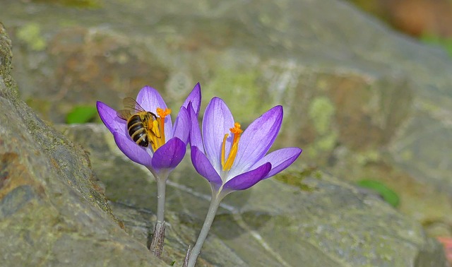 L'utilisation des fleurs pendant la période géorgienne