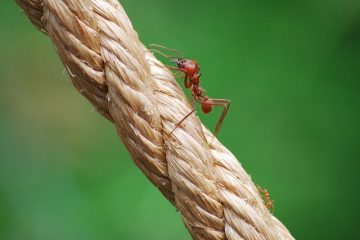 Ma pelouse est endommagée par une infestation de fourmis.