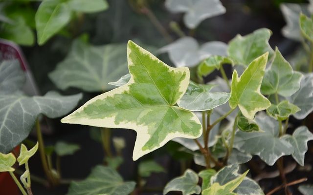 Maladies de la plante de lierre