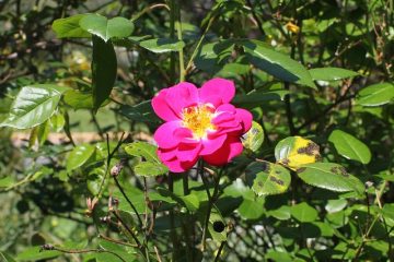 Maladies des rosiers grimpants