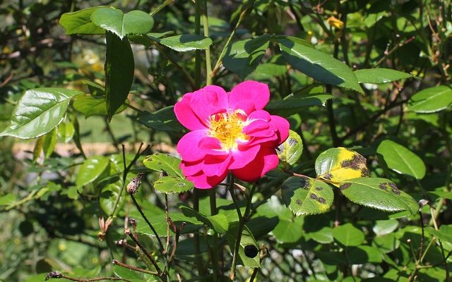 Maladies des rosiers grimpants