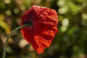 Maladies d'une feuille de figuier