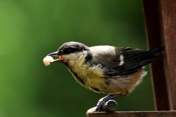 Mangeoires faciles pour oiseaux pour les enfants