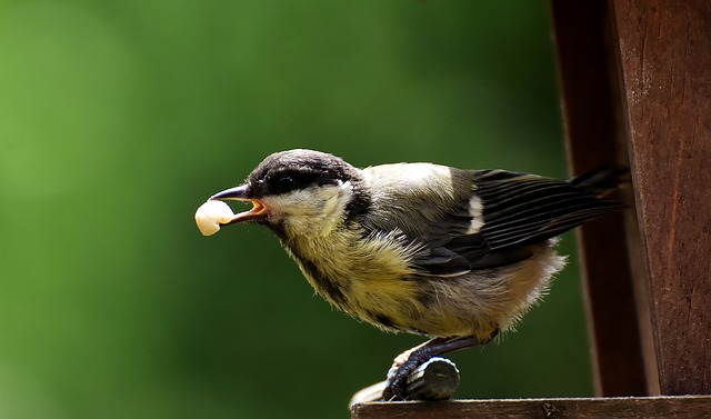 Mangeoires faciles pour oiseaux pour les enfants