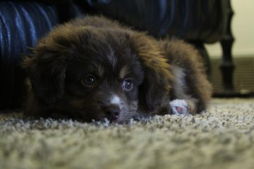 Méthodes de dressage des chiens de police