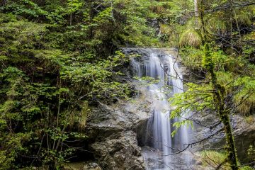 Plantes à feuilles persistantes pour une zone humide