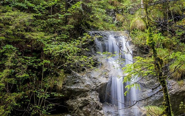 Plantes à feuilles persistantes pour une zone humide