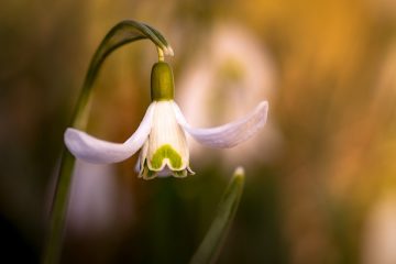 Plantes de bureau qui n'ont pas besoin de lumière du soleil