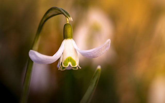 Plantes de bureau qui n'ont pas besoin de lumière du soleil