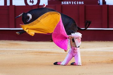 Pourquoi les taureaux ont-ils des anneaux dans le nez ?