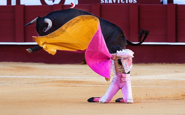 Pourquoi les taureaux ont-ils des anneaux dans le nez ?