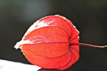 Propagation Physalis