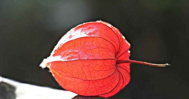 Propagation Physalis