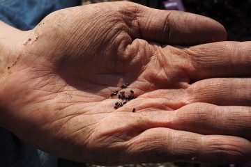 Quand planter des graines de lavande