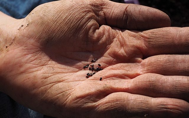 Quand planter des graines de lavande