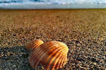 Que pouvez-vous faire avec des coquillages ?