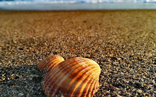 Que pouvez-vous faire avec des coquillages ?