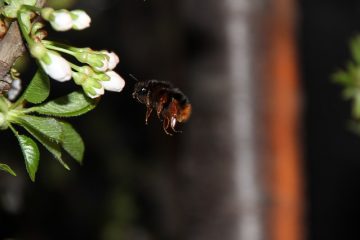 Quel insecte mange les feuilles de mes poivriers ?