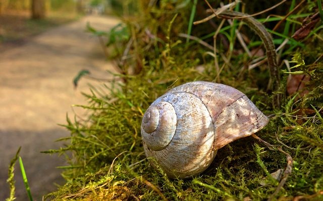 Signes et symptômes d'intoxication alimentaire par les mollusques et crustacés