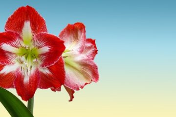 Soins des fleurs d'Amaryllis